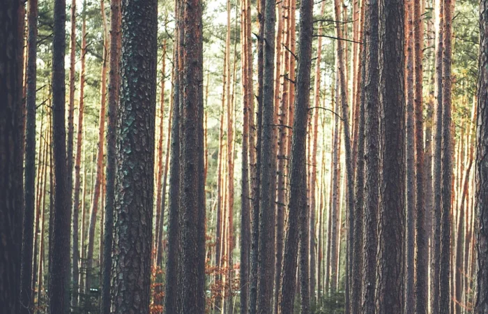 Wilderness Workshops