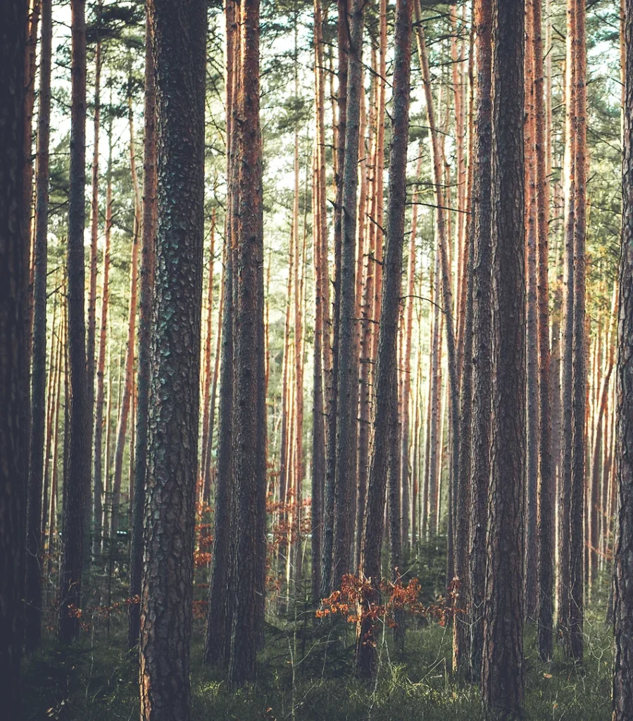 Wilderness Workshops